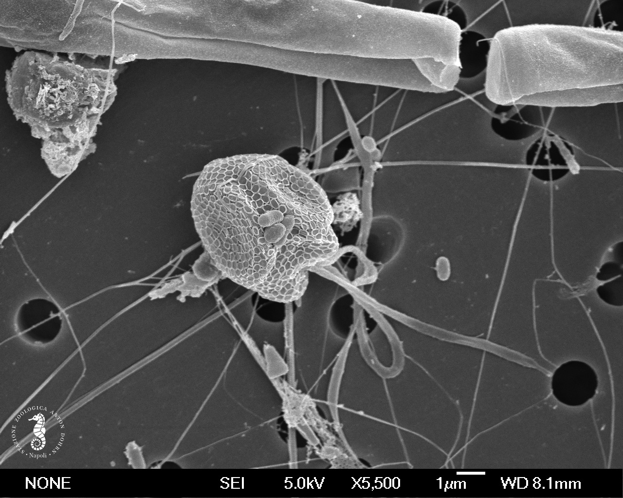 Представитель Семейства Phaeocystaceae